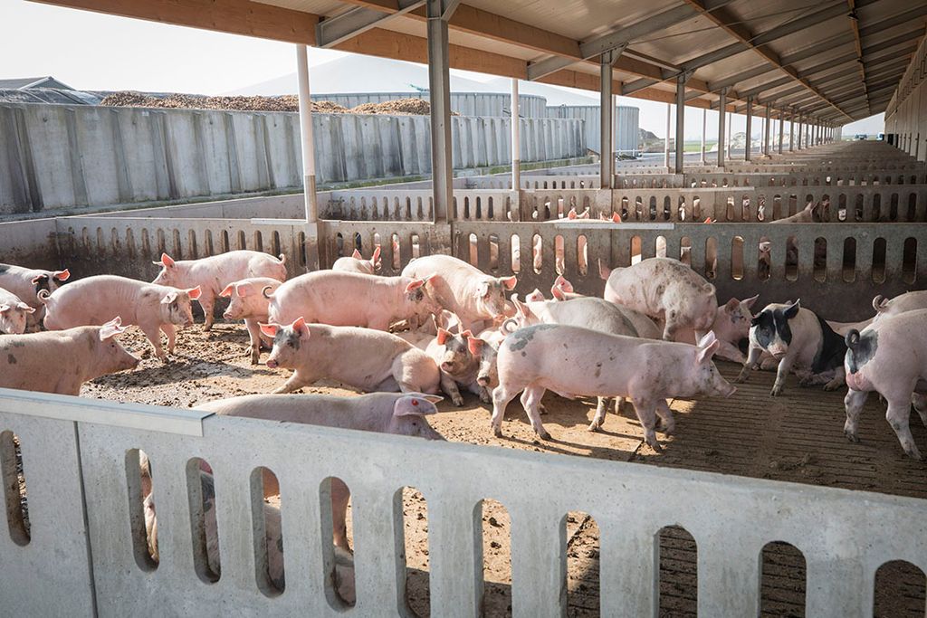 Afgelopen jaar werd onder andere een aanvraag van varkenshouderij Hamletz gehonoreerd. - Foto: Koos Groenewold