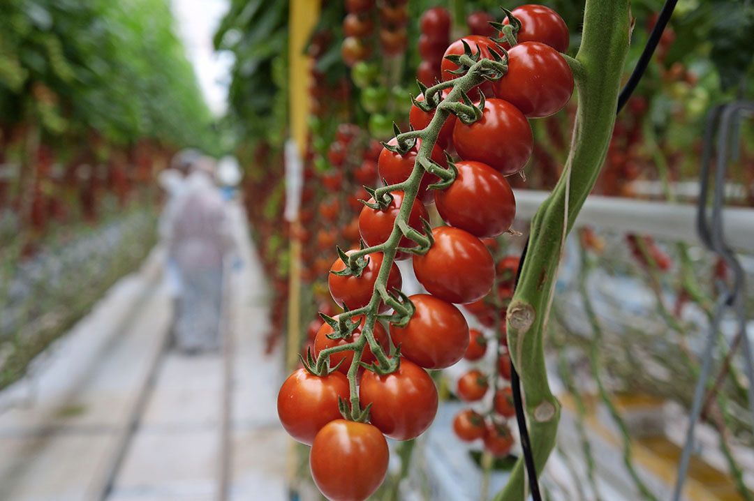 Troscherrytomaten. - Foto Gerard Boonekamp