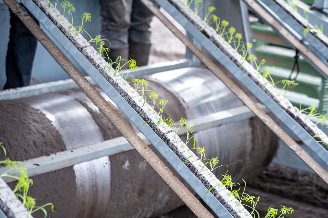 Planten van venkel. Foto: Bram Becks Fotografie