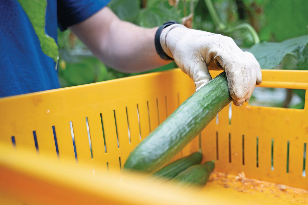 Nederland vult 41% van de Duitse komkommerimport. Foto: Bram Becks fotografie