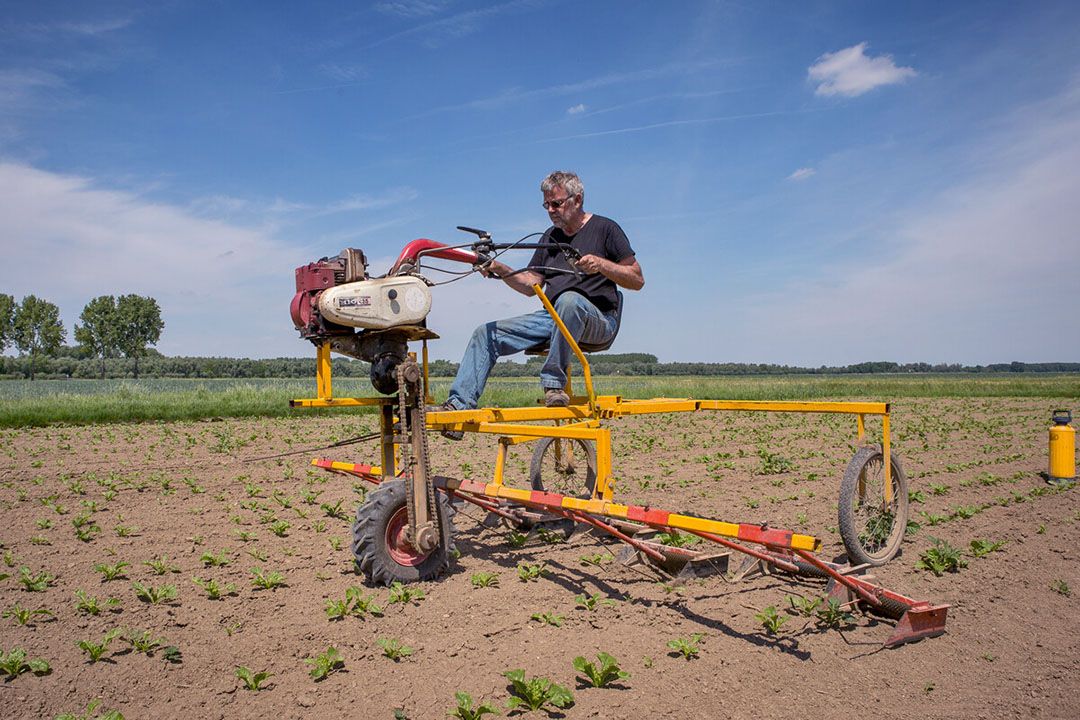 Bestrijding van aardappelopslag in suikerbieten met het middel glyfosaat (Roundup) met wat wel de 'bromfiets' wordt genoemd. - Foto: Peter Roek