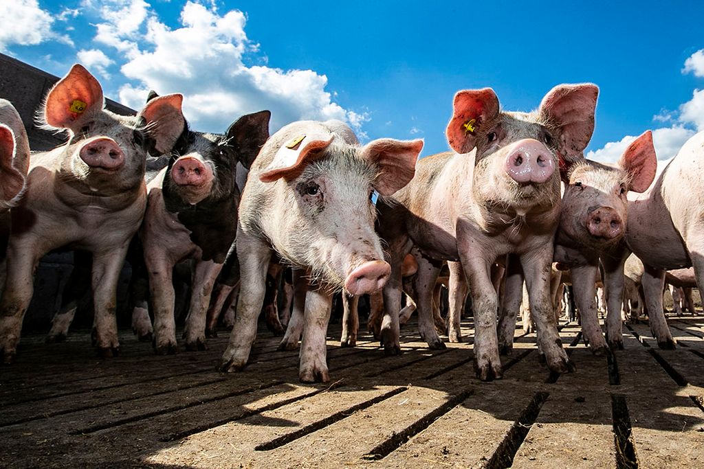 Biologische varkenshouderij. Nooit eerder was de bereidheid tot omschakelen onder Duitse bedrijven zo groot. - Foto: Ronald Hissink