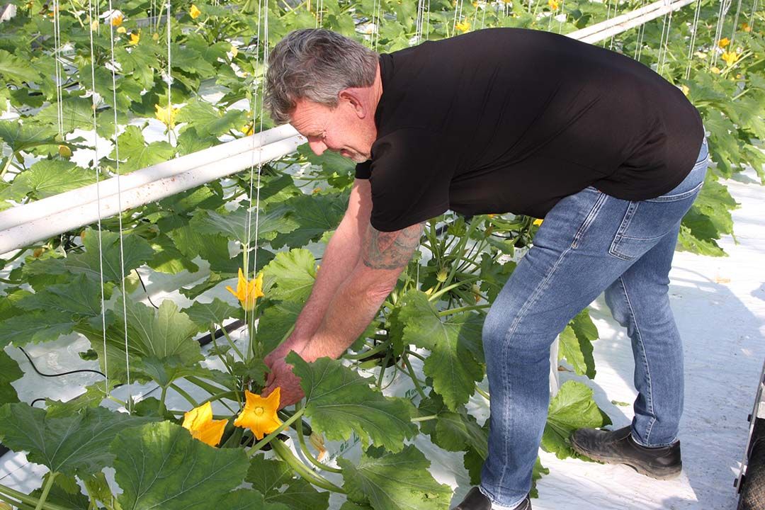 Als daar vraag naar is, wordt ook courgette Fleur geoogst. Foto: Harry Stijger