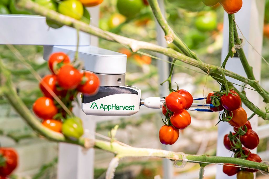 Amerikaanse tuinbouwbedrijf AppHarvest nam robotontwikkelaar Root AI over. Daarmee begon de ombouw van een algemene oogstrobot naar een tomatenplukrobot. - Foto: Chris Radcliffe
