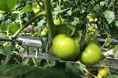 Grote en smakelijker tomaten telen met zout water