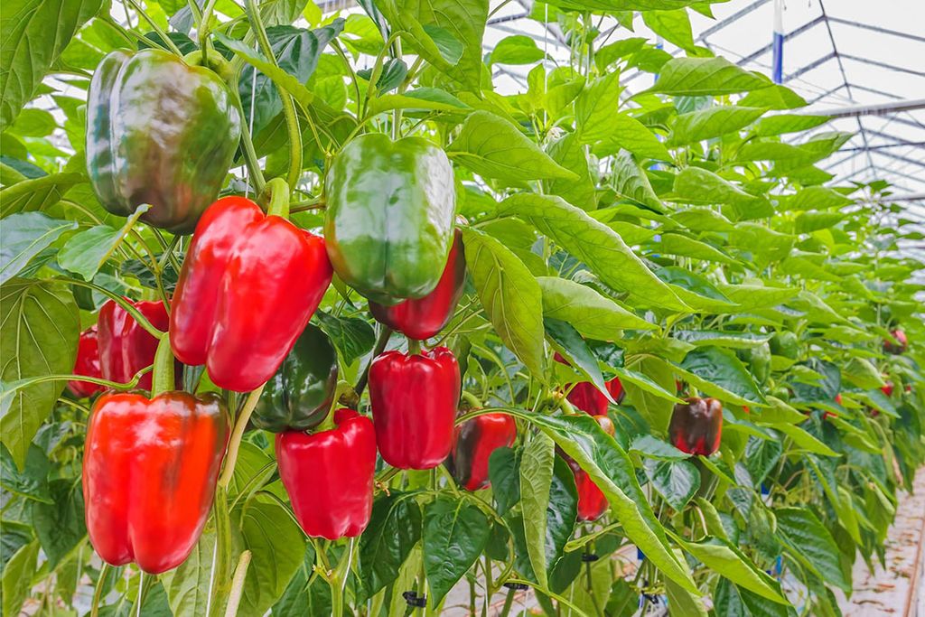 Paprikaprijzen onder druk door veelvoud oorzaken. - Foto: Groenten & Fruit