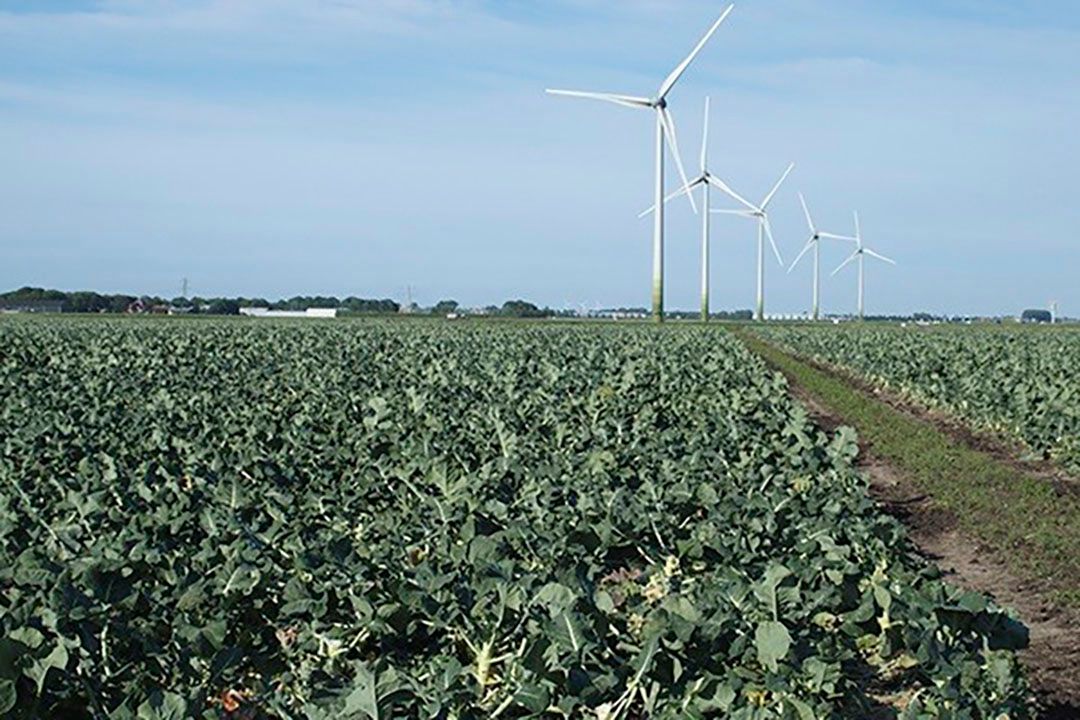 broccoli uit Nederland leidde in september 2019 tot een terugroeping. Foto: Stan Verstegen. Foto: Stan Verstegen.