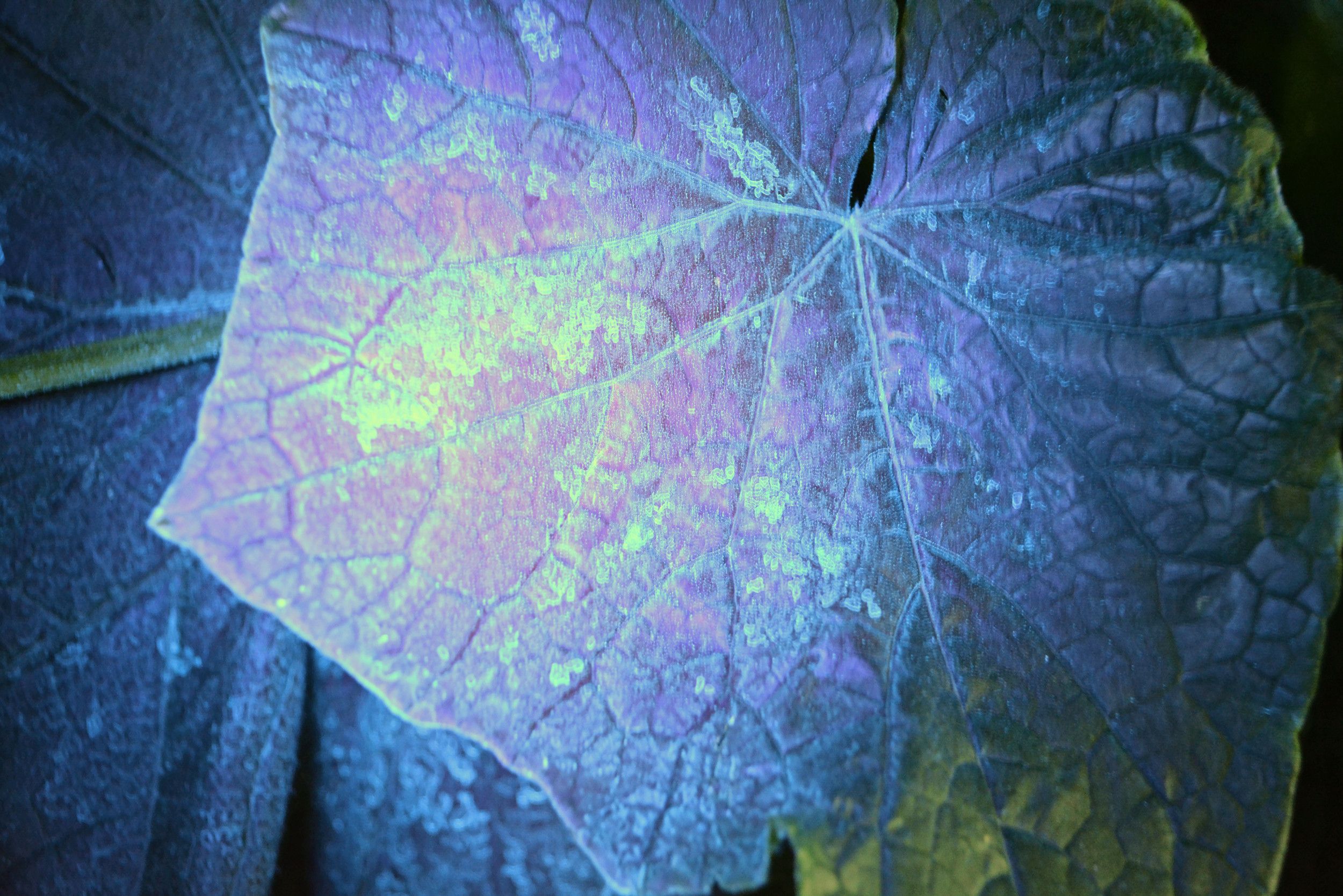 Met UV-licht is de bladbedekking van de spuitvloeistof zichtbaar te maken.