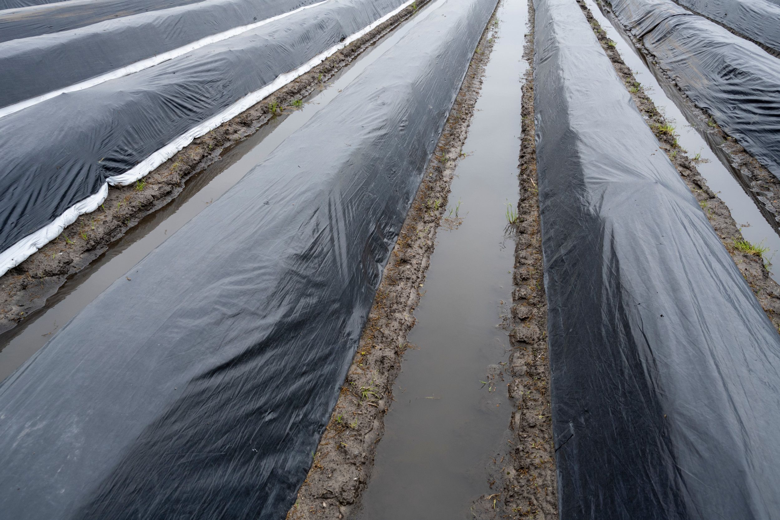 Aspergetelers vrezen wortelschade door het langdurige natte weer. Foto: Peter Roek