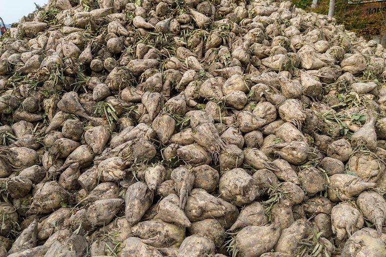 ereos heeft de suikerproductie in Escaudœuvres in maart dit jaar definitief gestaakt wegens de teruglopende bietenoogst in dit deel van Frankrijk. - Foto: Koos Groenewold