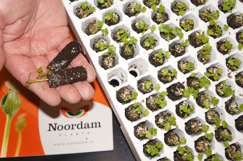 De nieuwe tray van plantenkwekerij Noordam, met taps toelopende ovale cellen. - Foto: Joost Stallen