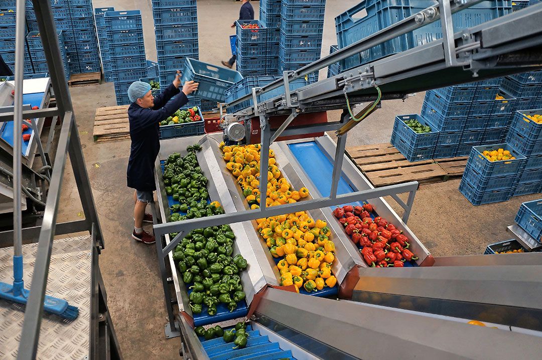 Archiefbeeld voorsorteren paprika’s voor stoplichtverpakking. - Foto: Gerard Boonekamp