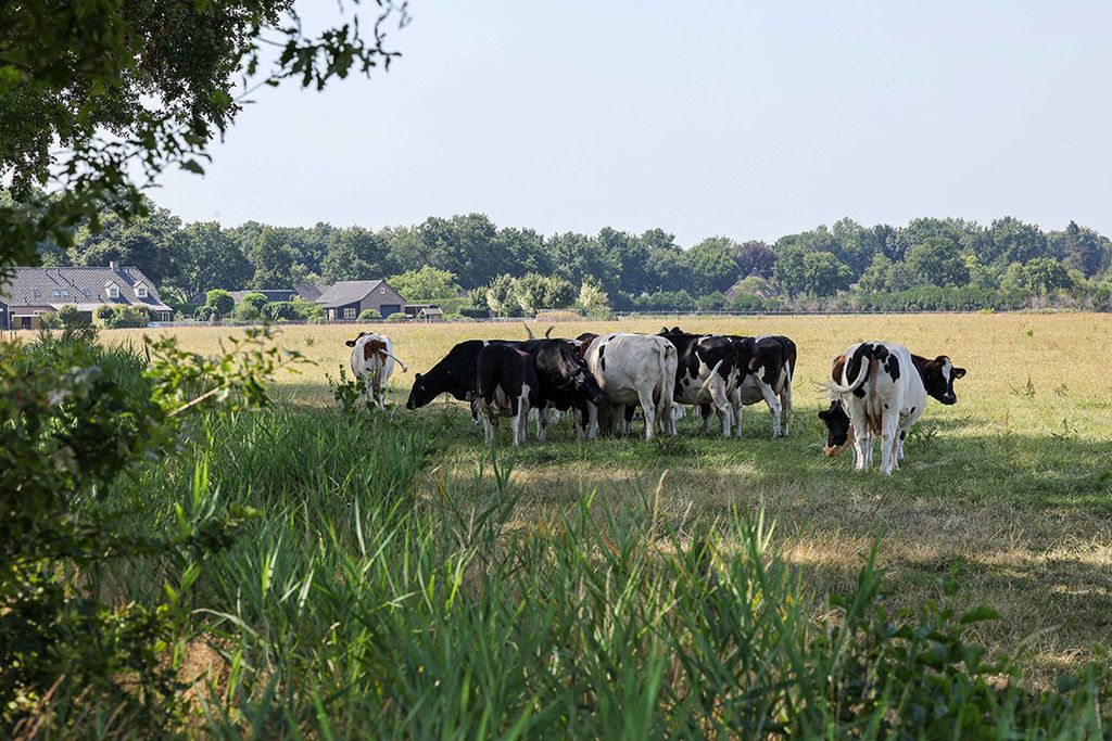 Koeien in de wei op een hete zomerdag. - Foto: Bert Jansen