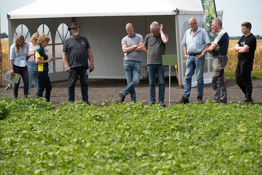 Bezoekers van de Groenbemesterdag op het WUR proefbedrijf in Valthermond (Dr.) krijgen uitleg bij een demoveld met mengsels van groenbemesters. - Foto: Hans Banus