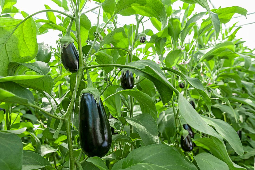Aubergineproductie loopt terug - Foto: Rijk Zwaan
