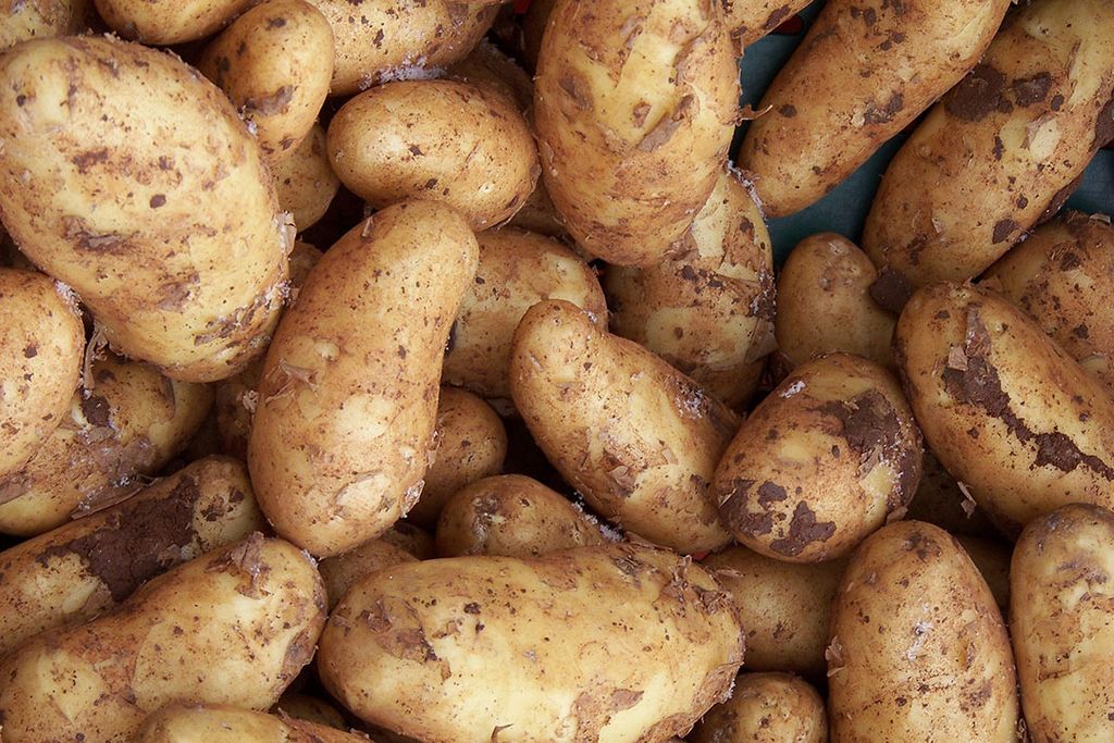 Door het groeizame weer van de afgelopen periode zijn de aardappelen goed aan het groeien. Foto: Canva