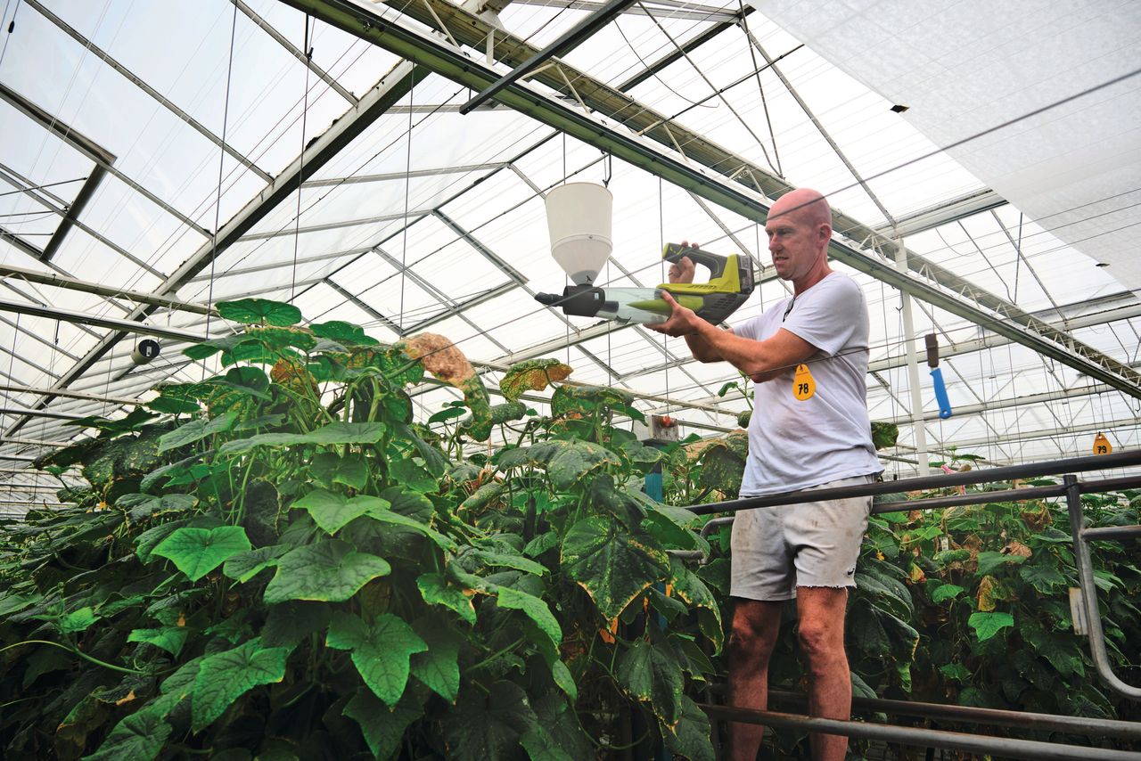 Voor de laatste keer Phytoseiulus en montdorensis over het gewas verblazen. Foto: Fred Libochant