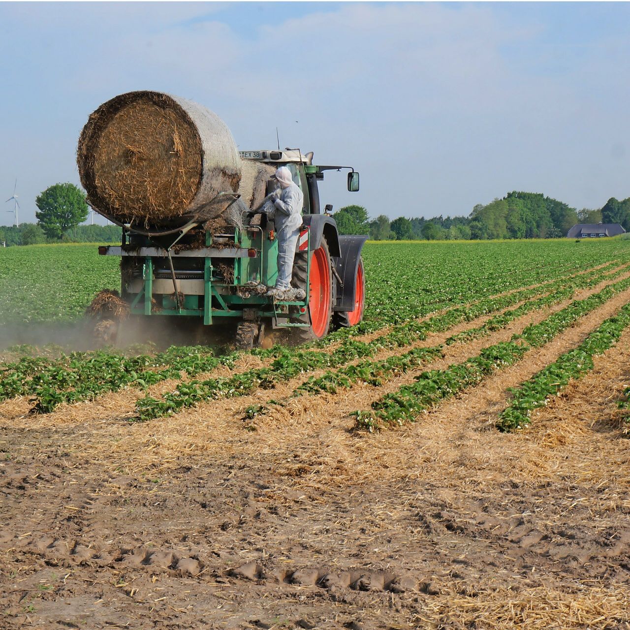 Duitse aardbeiproductie vooral voor thuismarkt