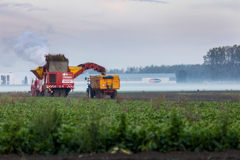 Rooien witlofwortels op archiefbeeld. Foto: Roel Dijkstra