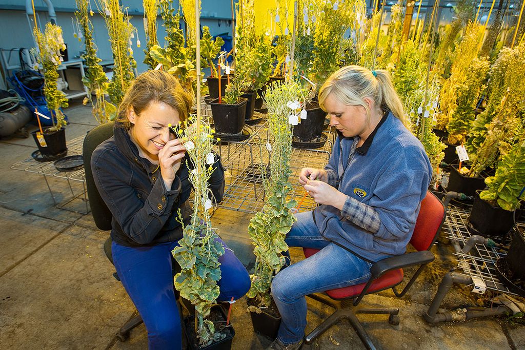 Werknemers in de tuinzaadsector moeten extra inspanningen verrichten om veilig te kunnen werken. - Foto: Peter Roek