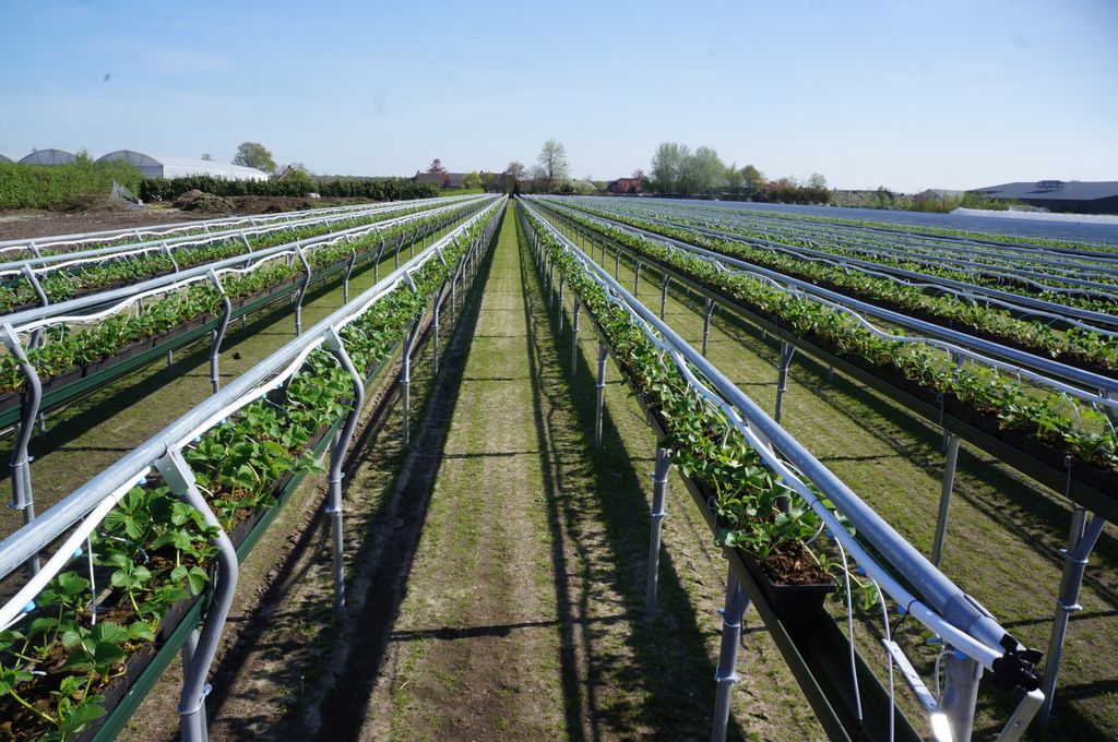 Vermeerdering van aardbeienplanten bij Aardbei Extra in 2018. Foto: Joost Stallen