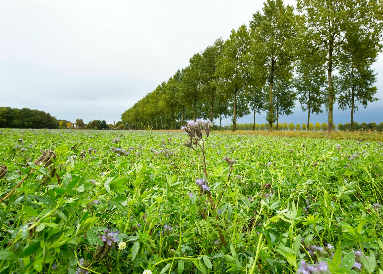 Overwinterende groenbemesters houden veel stikstof vast. - Foto: Ruud Ploeg