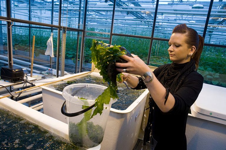 Een onderzoeker bij Plant Research International van Wageningen UR onderzoekt de teelt van zeewier. - Foto: Koos Groenewold