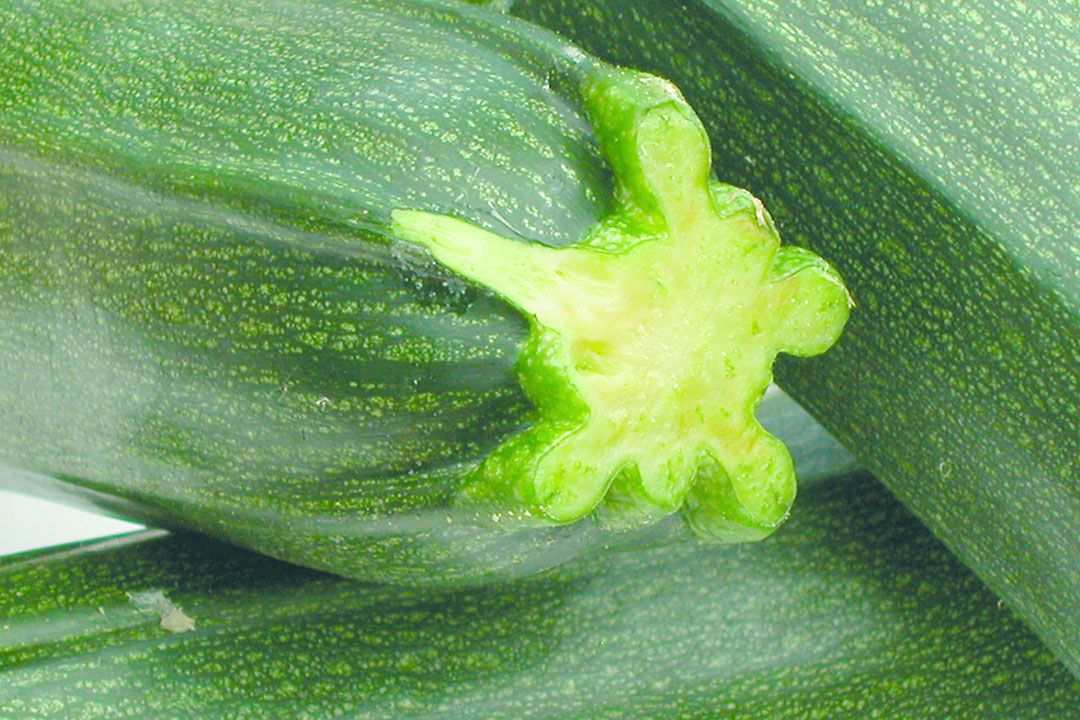 Courgette werden goedkoper in week 26 en liggen nu onder het niveau van 2019. Foto: Stan Verstegen.