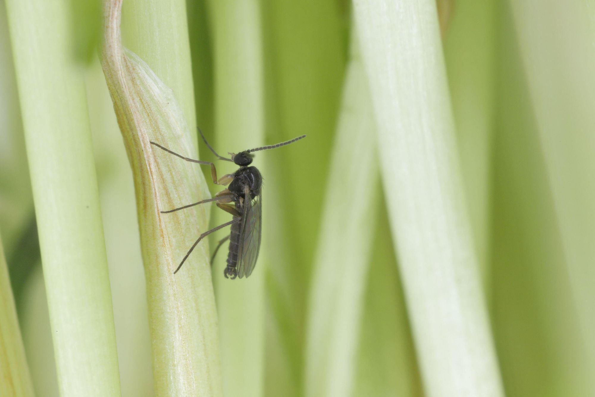 Varenrouwmug. – Foto: Bayer Cropscience
