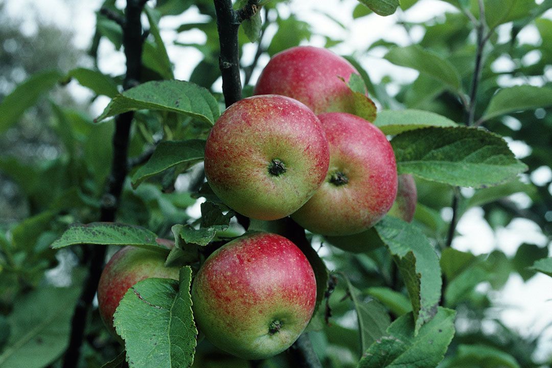 Cox's Orange Pippin mogelijk voor het laatst in AH-winkels. - Foto: ANP/Science Photo Library