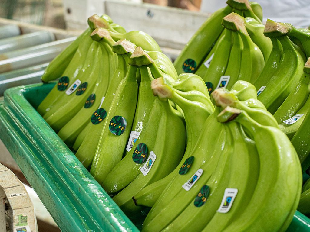 Crisp koopt bananen rechtstreeks bij de tien plantages van een coöperatie in Ecuador in. - Foto: Crisp/EIBRAPH