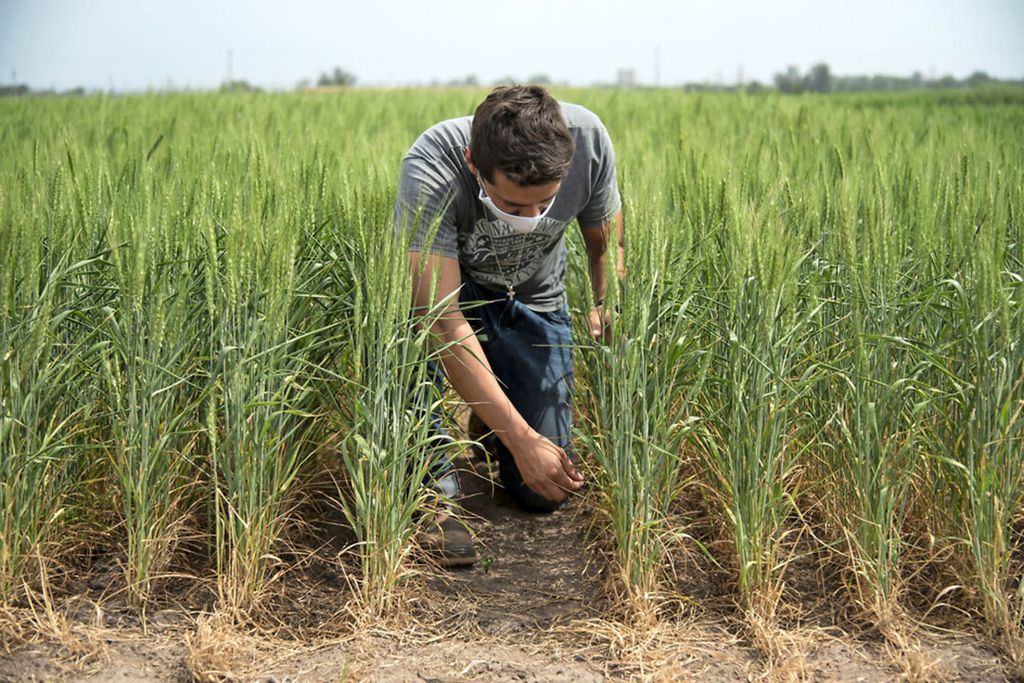 Proefveld met genetisch gemodificeerde tarwe van Bioceres in Argentinië. Dat land stond als eerste deze teelt toe. - Foto: ANP