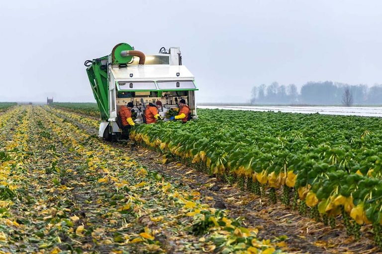 Van het hele Nederlandse landbouwareaal is nu 4,5% in gebruik bij biologische boeren en tuinders.  - Foto: Herbert Wiggerman