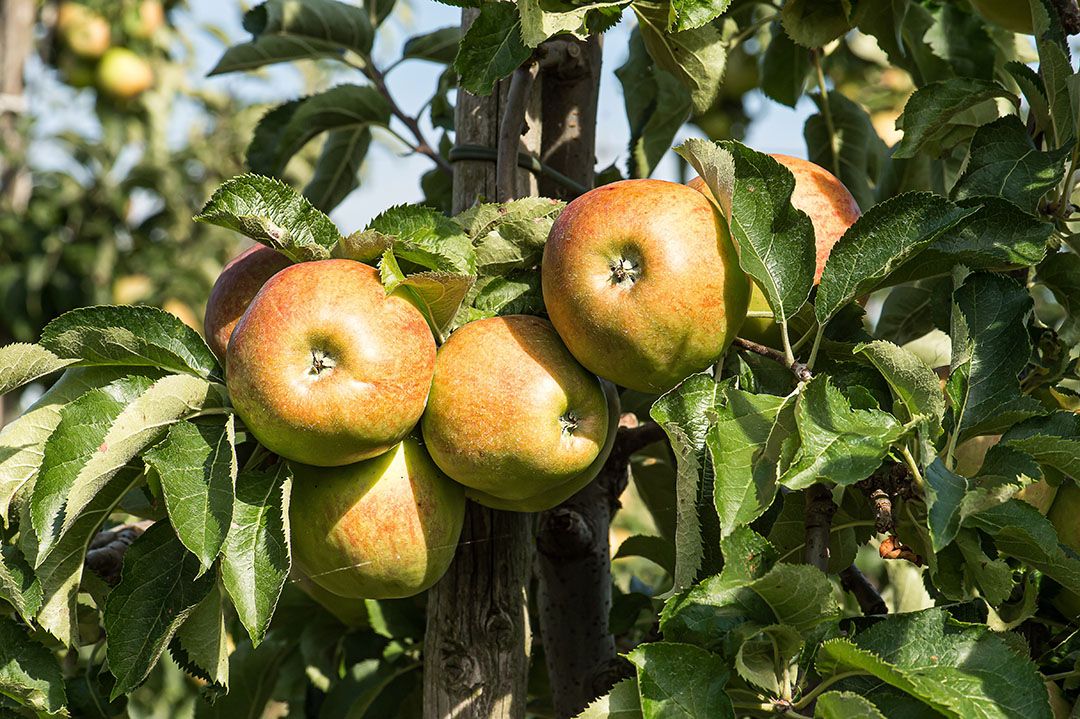 Vlaamse appeltelers