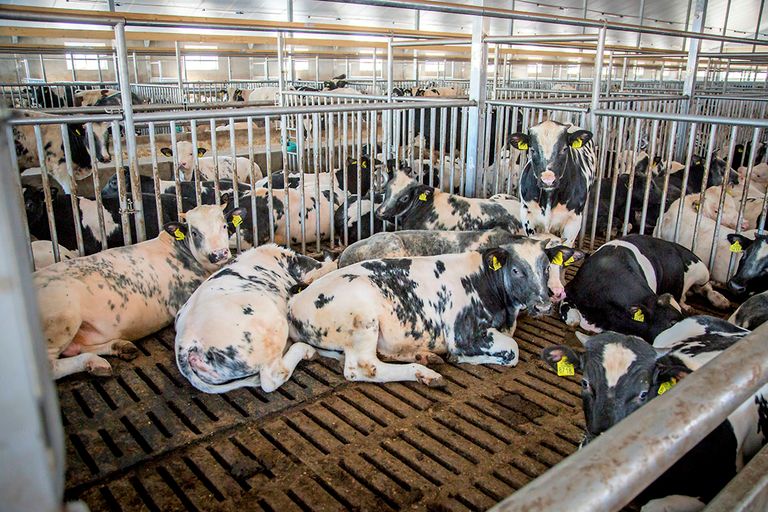 Kalveren liggen graag op een zachte vloer. In dit hok is de helft rubber en de andere helft gangbaar beton.  - Foto: Koos Groenewold