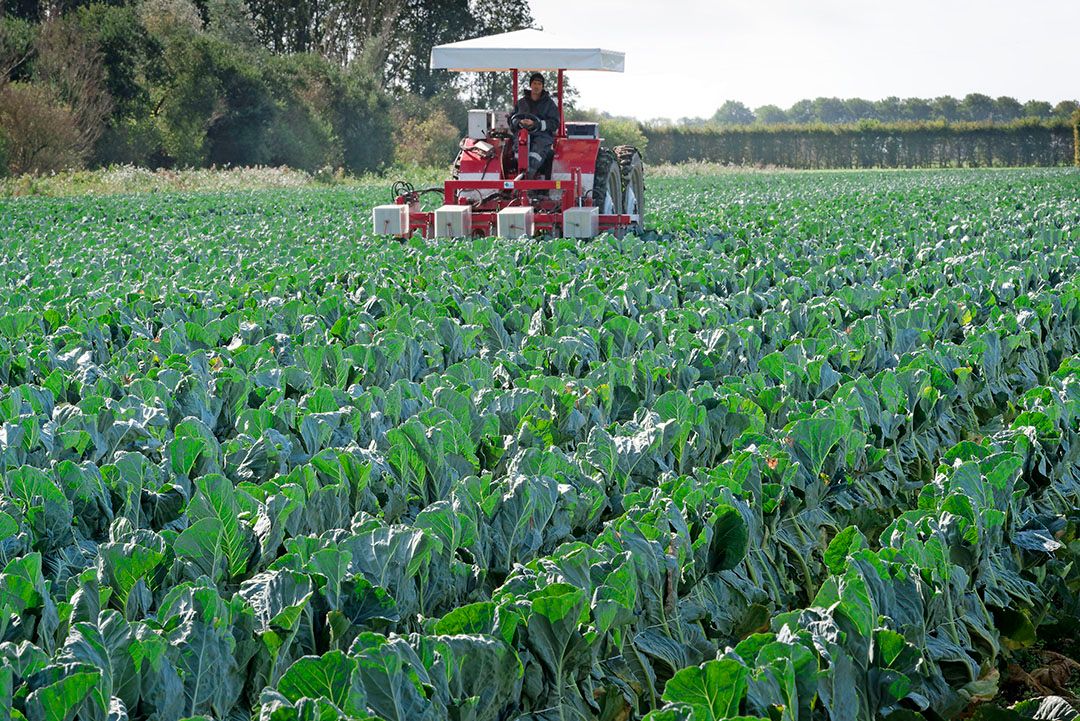 Met de bindmachine is 2,5 hectare per dag een haalbare kaart - Foto: Lex Salverda.