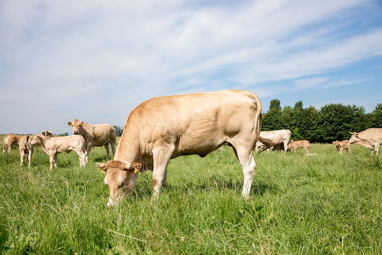 Vleeskoeien voor de keten van Bon Vivant. - Foto: Bon Vivant