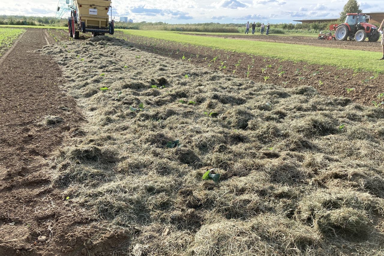 Een mulchlaag heeft positieve effecten op de plant en de bodem. Foto: Melina Kesel