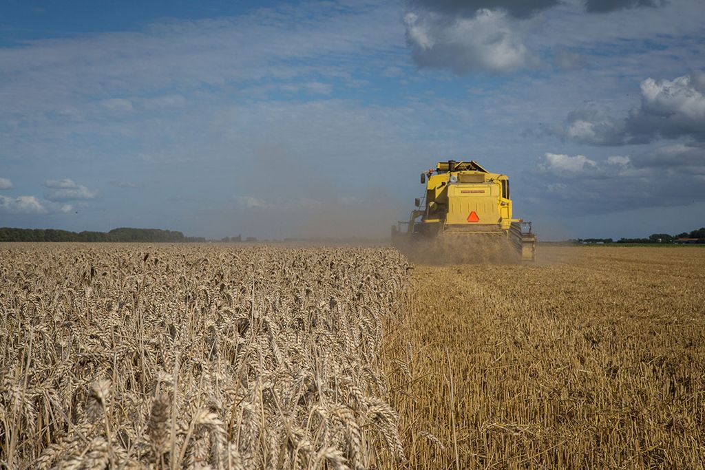 Tarwe-oogst in Noord-Beveland. Niet alleen akkerbouwers en fruittelers ondervinden daarvan hinder bij de gewasproductie, ook de natuurgebieden hebben steeds vaker last van watertekort of -overlast. Foto: Peter Roek