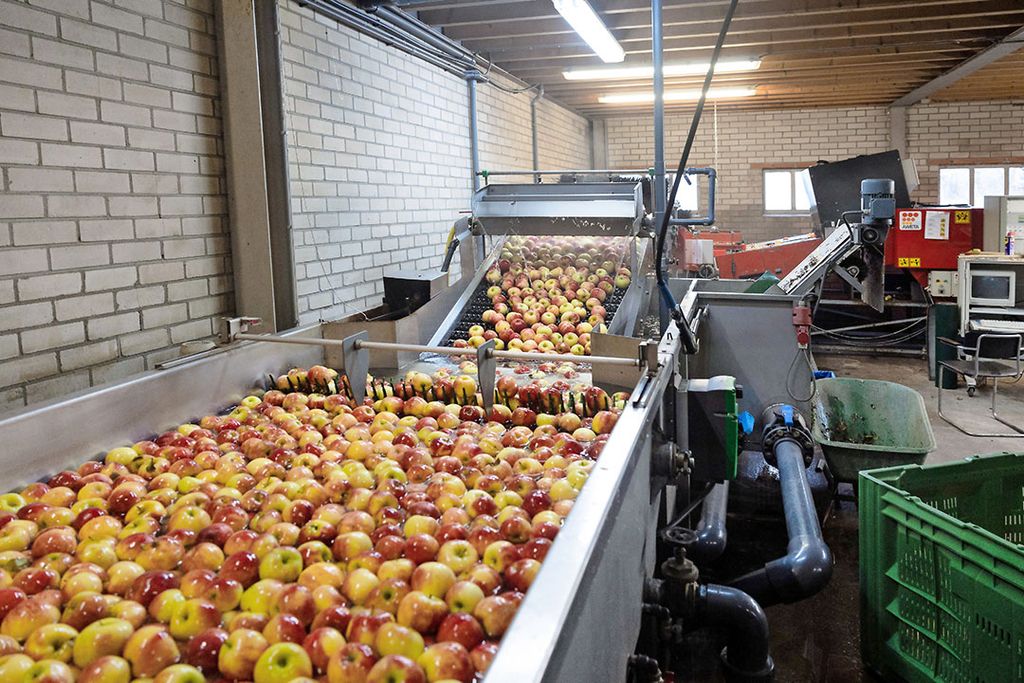 Appels sorteren. - Foto: Herbert Wiggerman