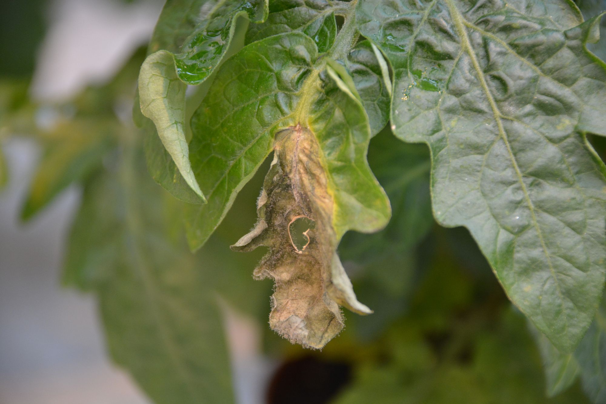 Botrytis in komkommer. Foto: Peter Visser