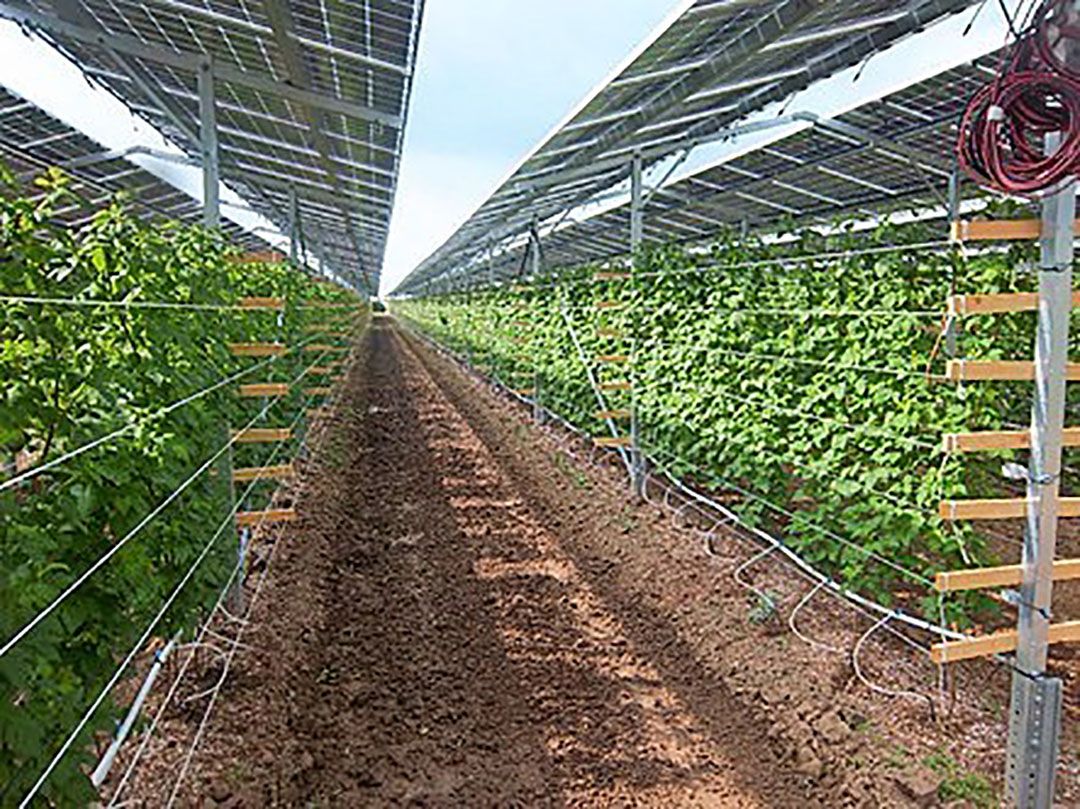 Telen onder zonnepanelen gaf bij Piet Albers in Babberich te veel productieverlies. - Foto: Nederlandse Bestuivingscommissie