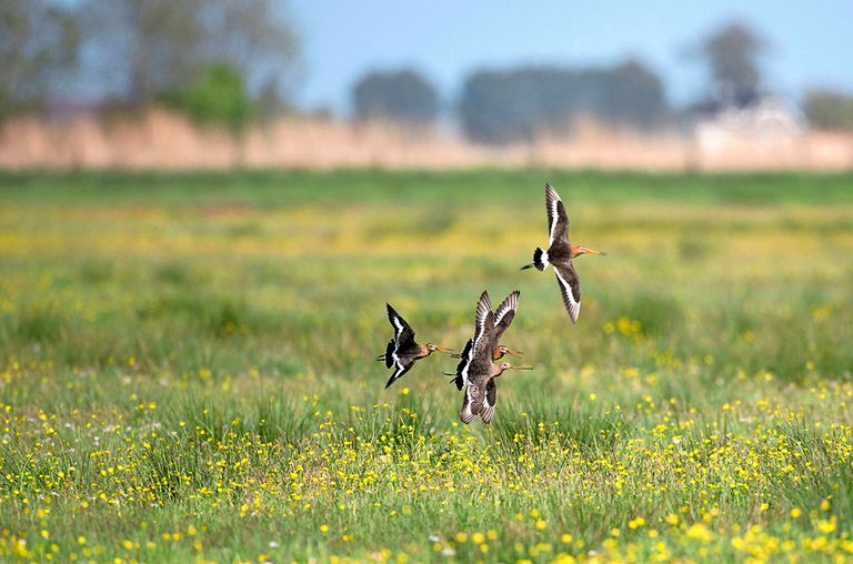 In Nederland hebben we wat met 'cultuurvolgers' zoals deze weidevogels.Daarvoor zou je reservaten met extensieve landbouw kunnen inrichten, zegt Hidde Boersma. - Foto: Mark Pasveer