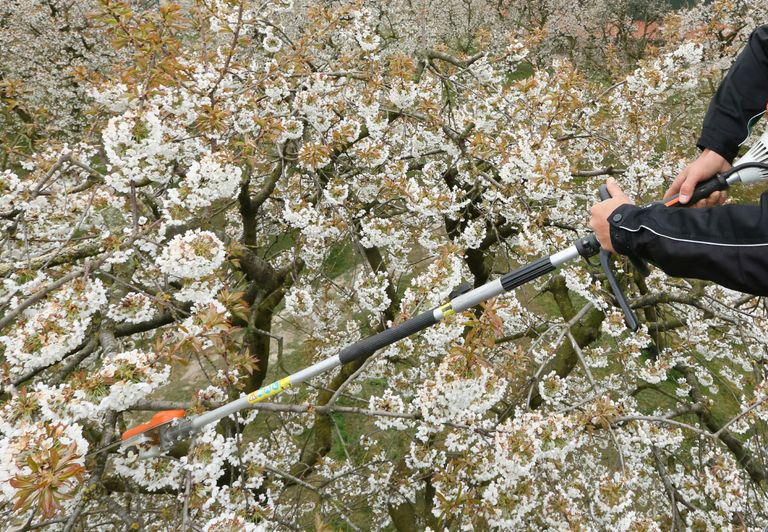 Snoei van kersenbomen in bloei. Bij Jac van Enckevoort is de bloei al bijna voorbij maar is nachtvorst daarom nog niet minder riskant. - archieffoto: G&F