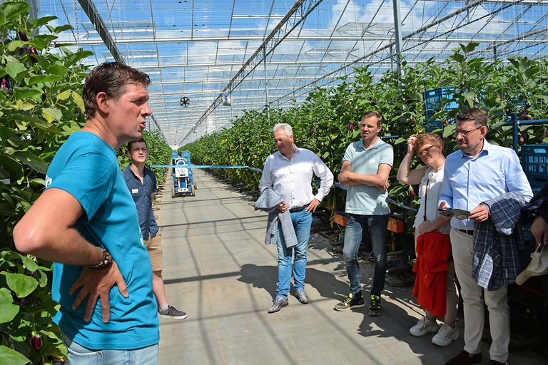 Door Tuinbouw Jongeren Westland uitgenodigde gemeenteraadsleden laten zich informeren tussen de aubergines bij kwekerij Van Luijk.