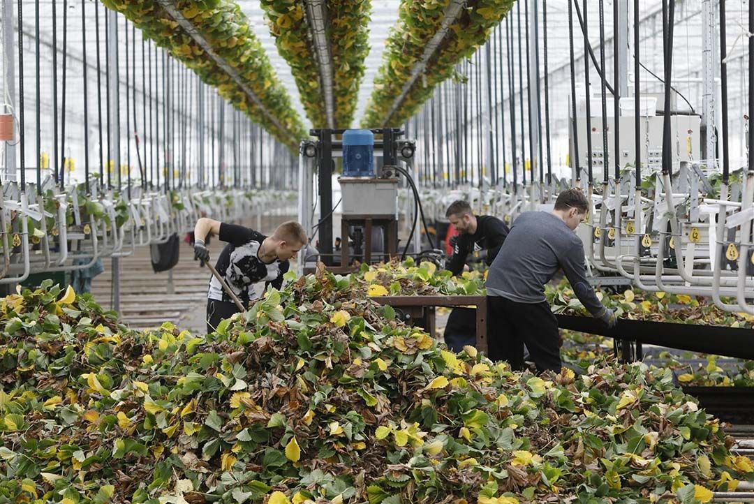 Volgens Glastuinbouw Nederland worden internationale medewerkers in de glastuinbouw verder geschoold en opgeleid tot hogere functies. -  Foto: ANP