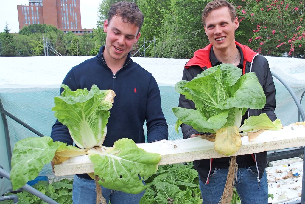 De planten op teeltvijvers gingen snel aan de groei en vormden een mooie wortelpruik. Foto’s: Stan Verstegen