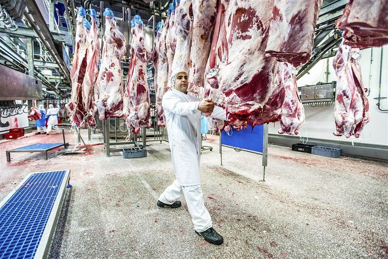 Het grootste aantal dieren wordt gedood voor de vleesconsumptie. - Foto: ANP