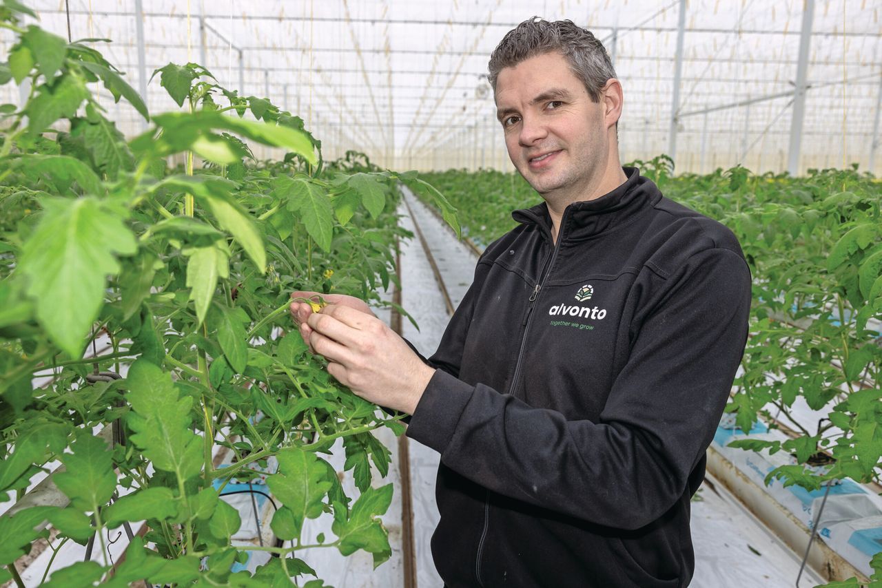 Sjoerd van Adrichem: In deze twee weken hebben we 8 kilo/m2 geoogst. Normaal willen we 3 kilo/m2 per week oogsten. Foto: Peter Roek