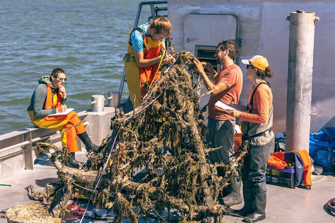 Onderzoek op afgezonken perenbomen. -  Foto Erik Hoekendijk